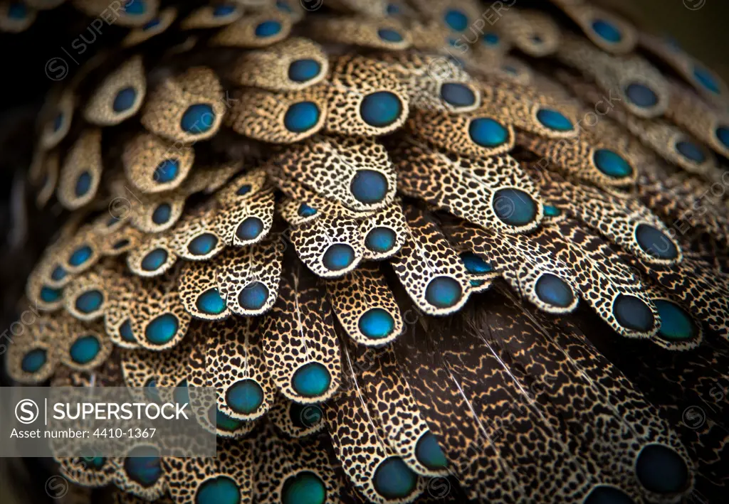 Close-up of feathers of Bornean Peacock-Pheasant (Polyplectron schleiermacheri) captivity at Jurong Bird Park, Singapore