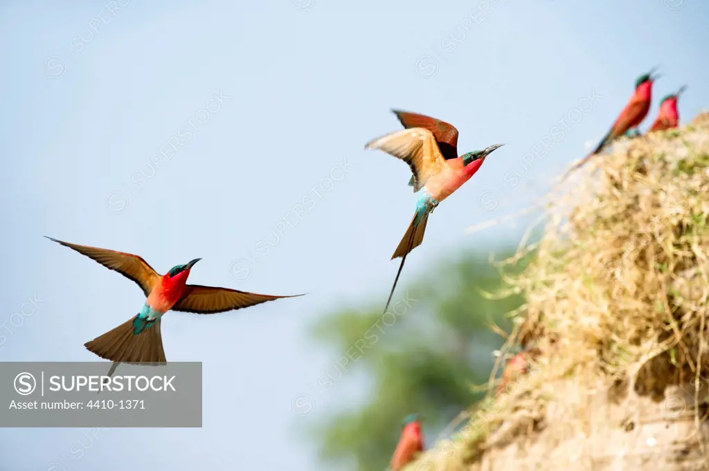 Southern Carmine Bee-Eaters (Merops nubicoides) returning to nest holes, Luangwa River, South Luangwa National Park, Zambia