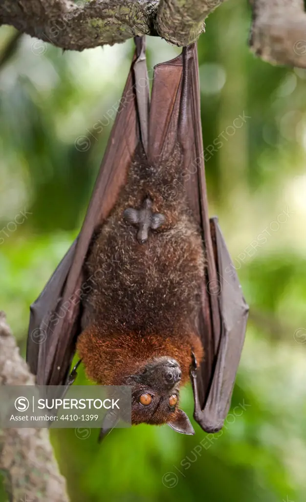 Greater Flying fox (Pteropus vampyrus) hanging upside down on a branch, Singapore Zoo, Singapore
