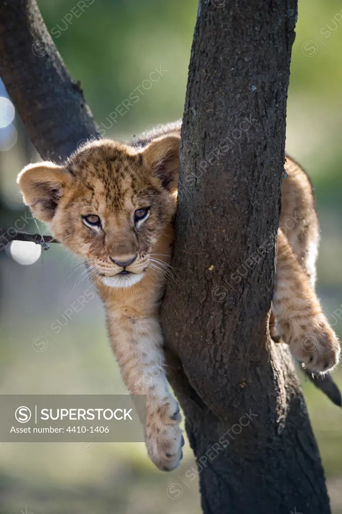 Lion cub (Panthera leo) resting on tree, Ndutu, Ngorongoro Conservation Area-Serengeti National Park, Tanzania