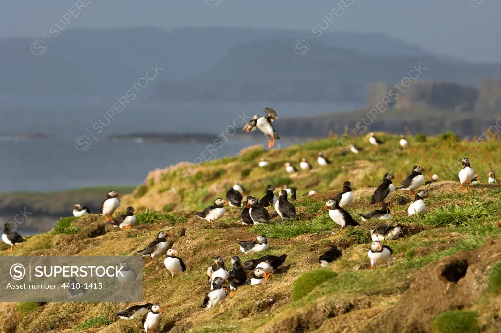 Atlantic puffin (Fratercula arctica) colony on an island, Treshnish Isles, Mull, Inner Hebrides, Scotland
