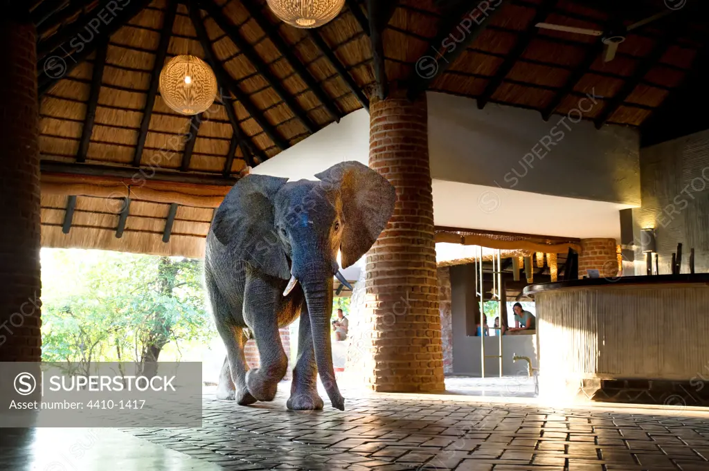 Juvenile African elephant (Loxodonta africana) walking through reception at Mfuwe Lodge, South Luangwa National Park, Zambia