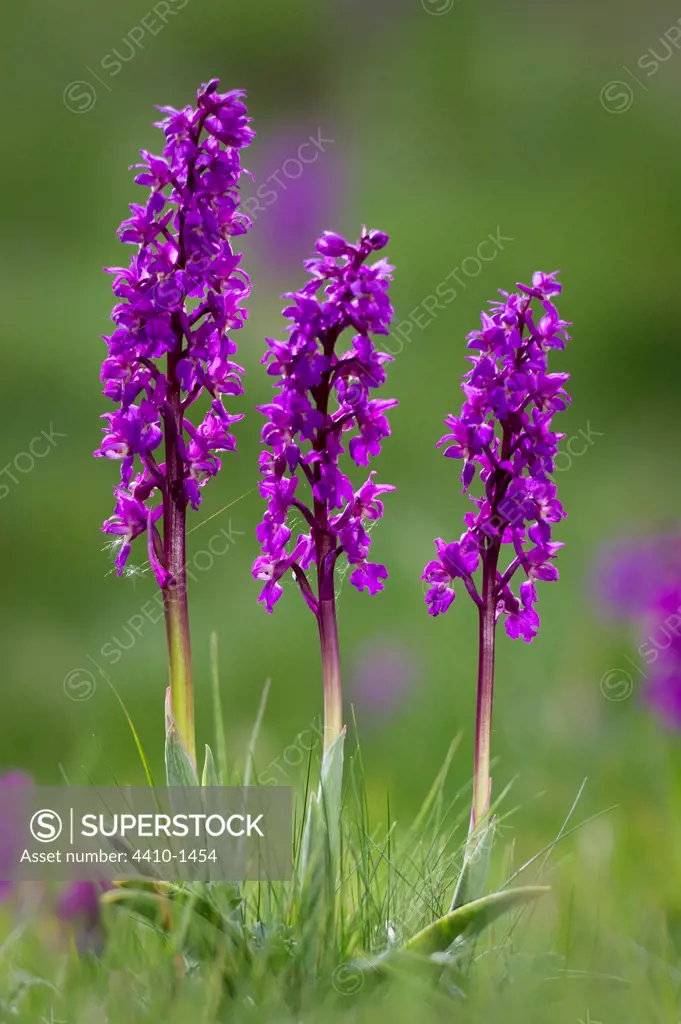 Close-up of Early Purple Orchids (Orchis mascula), Cressbrook Dale, Peak District, Derbyshire, England