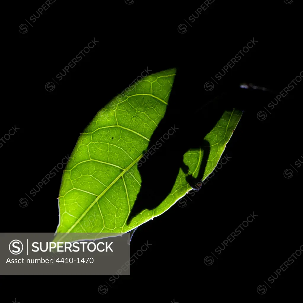 Silhouette of a male Lance-Nosed chameleon (Calumma gallus) asleep at night, Vohimana Forest Reserve, Madagascar