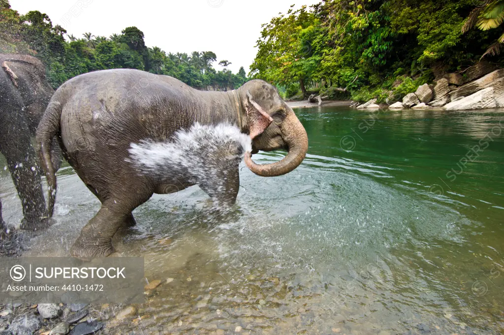 Sumatran elephants (Elephas maximus sumatranus) bathing in a waterhole, Gunung Leuser National Park, Sumatra, Indonesia