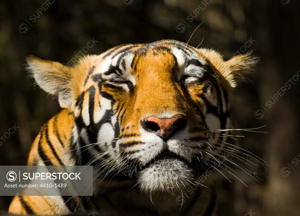 Adult female Bengal tiger (Panthera tigris tigris) resting on a rock in morning sunlight, Bandhavgarh National Park, Umaria, Madhya Pradesh, India