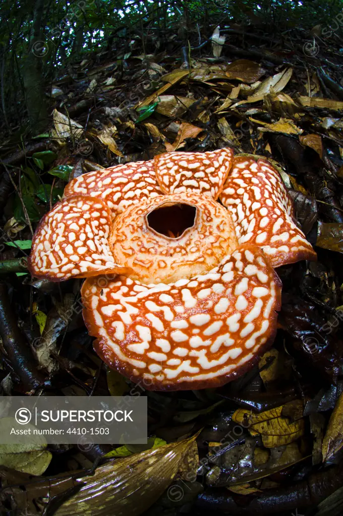 Flower of Rafflesia pricei (3-4 days old) in a forest, Tambunan, Crocker Range, Sabah State, Island of Borneo, Malaysia