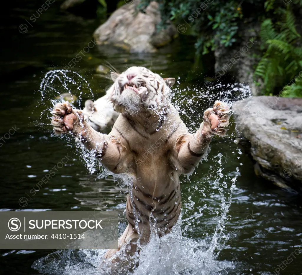 Male White tiger (Panthera tigris tigris) catching food, Singapore Zoo, Singapore