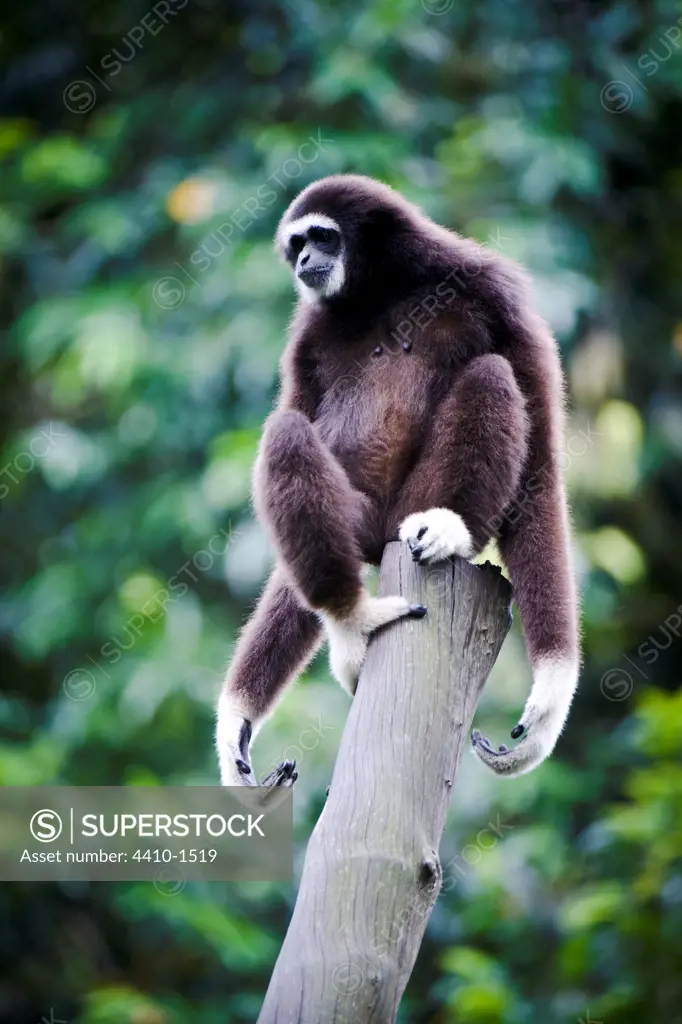 Male White-Handed Gibbon (Hylobates lar) sitting on a tree branch, Singapore Zoo, Singapore
