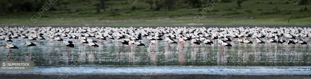 Massive aggregation of White Storks (Ciconia ciconia) at dusk, Lake Ndutu, Ngorongoro Conservation Area, Tanzania