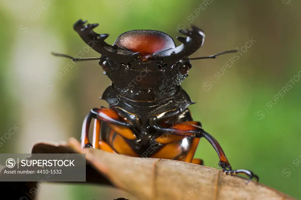 Close-up of a Giant Stag Beetle, Mt Kinabalu, Sabah State, Island of Borneo, Malaysia
