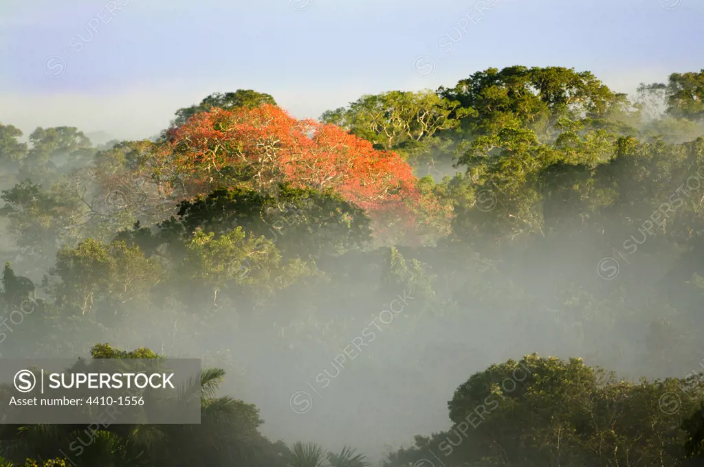 Rainforest trees in bloom in a forest near Napo River, Ecuador
