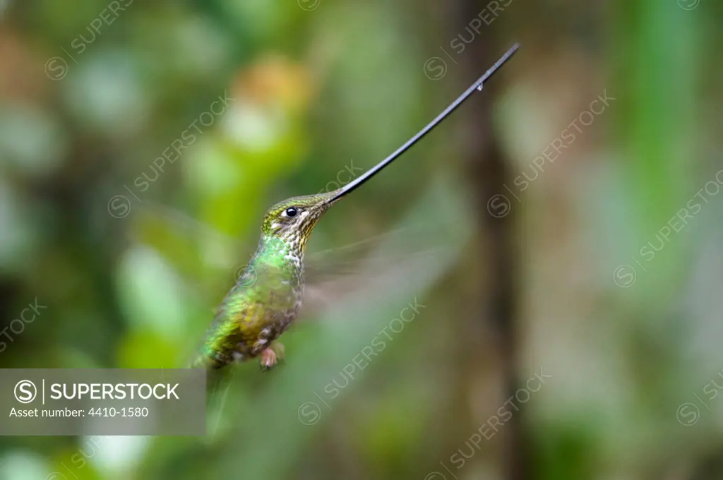 Close-up of a Sword-Billed hummingbird (Ensifera ensifera), Yanacocha montane forest, Ecuador