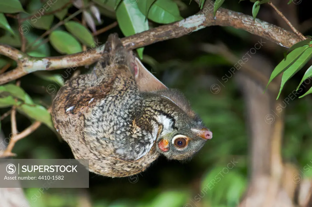 Flying lemur (Cynocephalus variegatus) in suspensory resting posture at night, Bako National Park, Sarawak State, Island of Borneo, Malaysia
