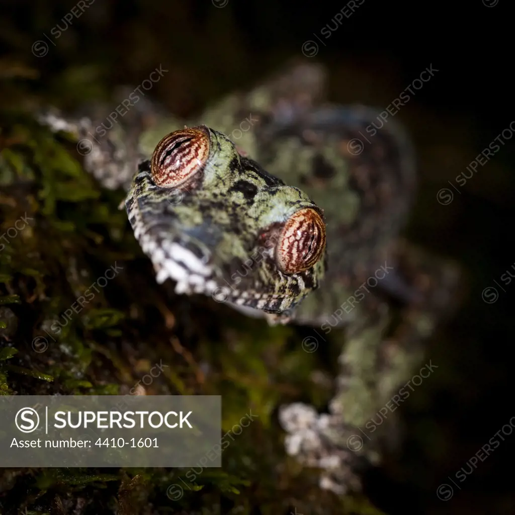Mossy Leaf-Tailed gecko (Uroplatus sikorae) active in forest understory at night, Masoala National Park, Madagascar
