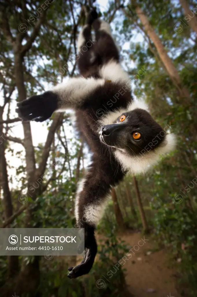 Adult Black And White Ruffed lemur (Varecia variegata) in suspensory posture, Andasibe-Mantadia National Park, Madagascar