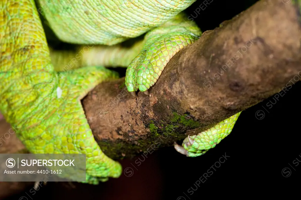 Grasping foot of Male Parson's chameleon (Calumma parsonii) in rainforest understory, Masoala National Park, Madagascar