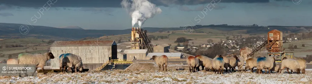 Sheep grazing in front of CEMEX Cement Works and Limestone Crushing Plant with Lowther Valley and eastern Lake District behind, Shap Fell, Cumbria, England
