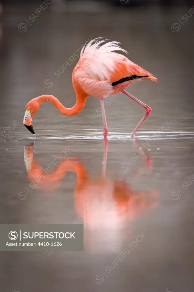 Reflection of American flamingo (Phoenicopterus ruber ruber) in lagoon, Floreana Island, Galapagos Islands, Ecuador