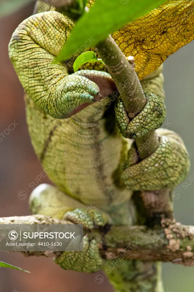 Grasping foot of Male Parson's chameleon (Calumma parsonii) in rainforest understory, Masoala National Park, Madagascar