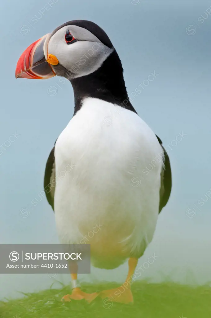 Close-up of an Atlantic puffin (Fratercula arctica), Lunga, Treshnish Isles, Mull, Scotland