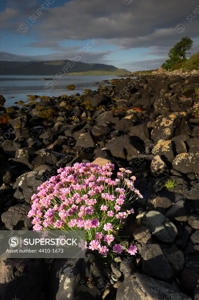 Thrift (Armeria maritima) flowering on shoreline of Loch Na Keal, Mull, Inner Hebrides, Scotland