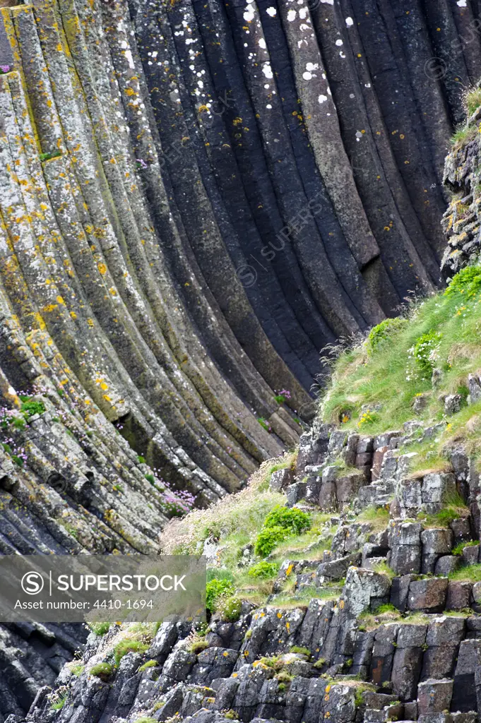 Thrift (Armeria maritima) flowering on the basalt columns on the cliffs of the Isle of Staffa, Isle of Mull, Inner Hebrides, Scotland