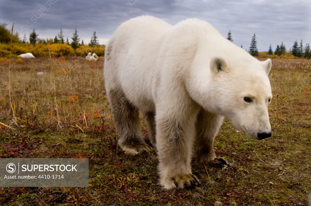 Adult Polar bear (Ursus maritimus) on the shores of Hudson Bay, Canada