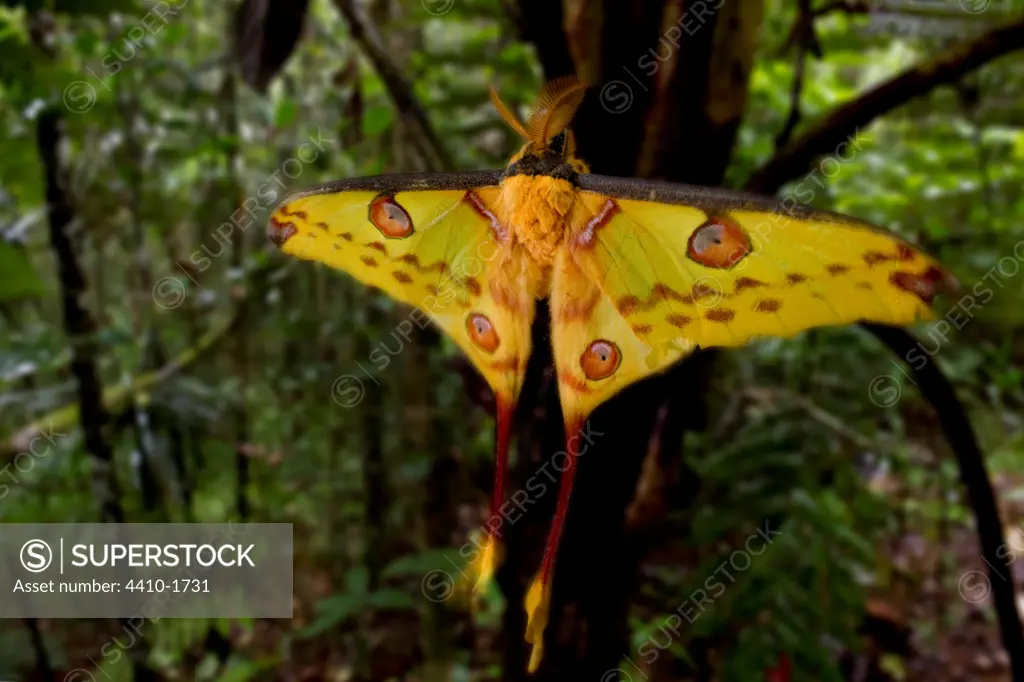 Male Comet moth (Argema mittrei) shortly after emergence from its cocoon, Andasibe-Mantadia National Park, Madagascar