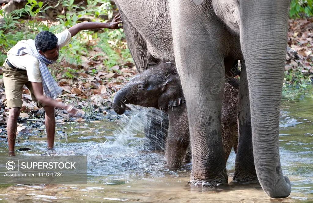 Indian elephant (Elephas maximus) bathing with mother, Bandhavgarh National Park, Umaria, Madhya Pradesh, India