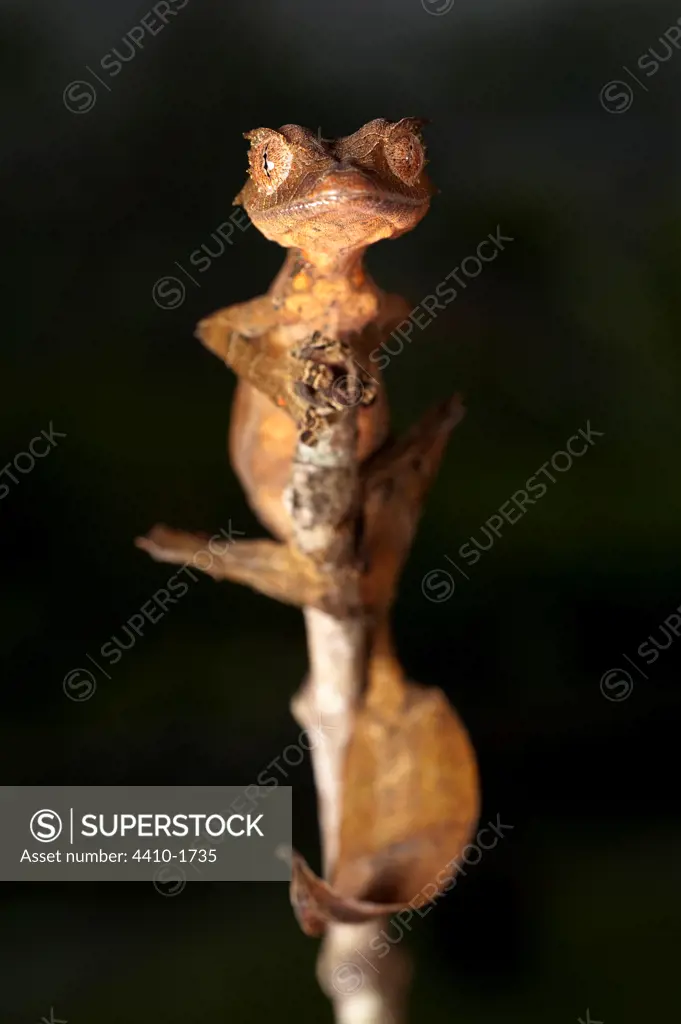 Satanic Leaf Tailed gecko (Uroplatus phantasticus) on dead twig, Ranomafana National Park, Madagascar