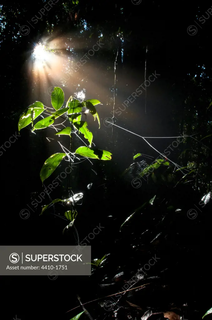 Shafts of sunlight pierce the canopy and illuminate a sapling on the forest floor on lowland dipterocarp rainforest, Maliau Basin Conservation Area, Sabah State, Island of Borneo, Malaysia