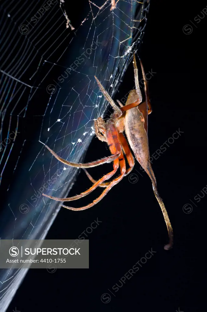 Elephant Spider (Possibly poltys) waiting in ambush in its web at night, Danum Valley, Sabah State, Island of Borneo, Malaysia