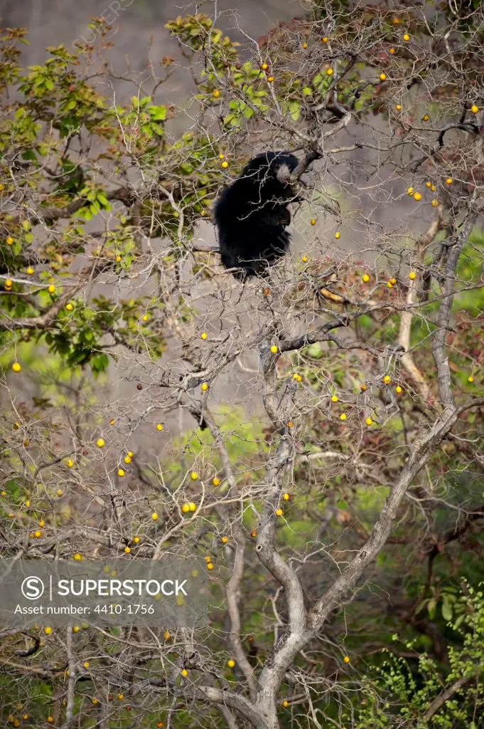 Sloth bear (Melursus ursinus) climbing tree for fruit, Satpura National Park, Hoshangabad, Madhya Pradesh, India