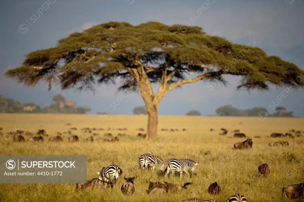 Acacia tree and herds of wildebeests and zebras with thundery sky behind, Serengeti National Park, Tanzania