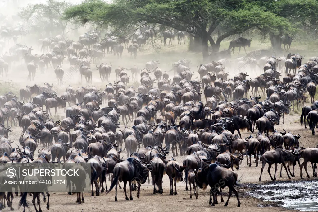Massing herds of White-Bearded wildebeest (Connochaetes taurinus albojubatus) on migration, Ndutu area, Ngorongoro Conservation Area-Serengeti National Park, Tanzania
