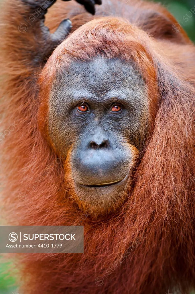 Male Bornean orangutan (Pongo pygmaeus), Camp Leakey, Tanjung Puting National Park, Kalimantan, Island of Borneo, Indonesia