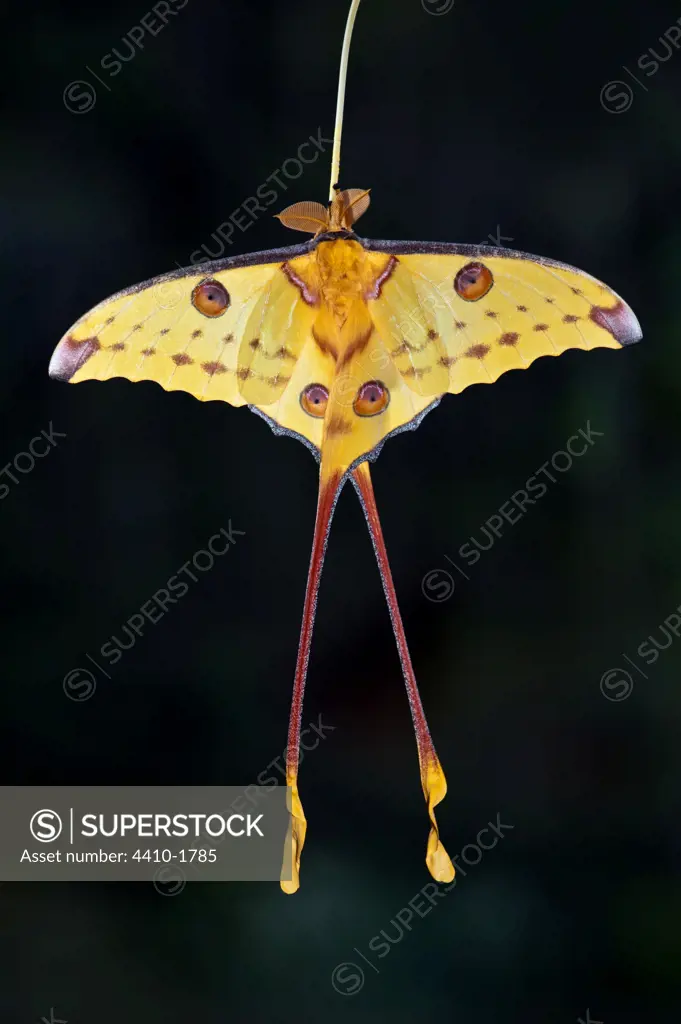 Male Comet moth (Argema mittrei), Mantadia National Park, Madagascar