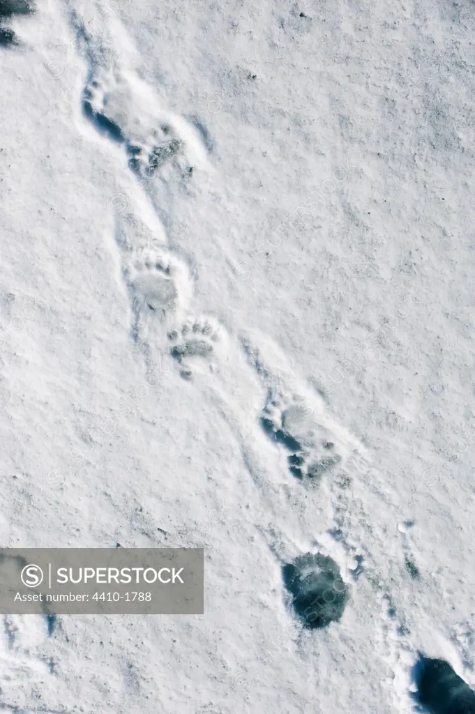 Footprints of male Polar bear (Ursus maritimus) on ice flows at Hornsund, south west coast of Spitsbergen, Svalbard Islands, Norway