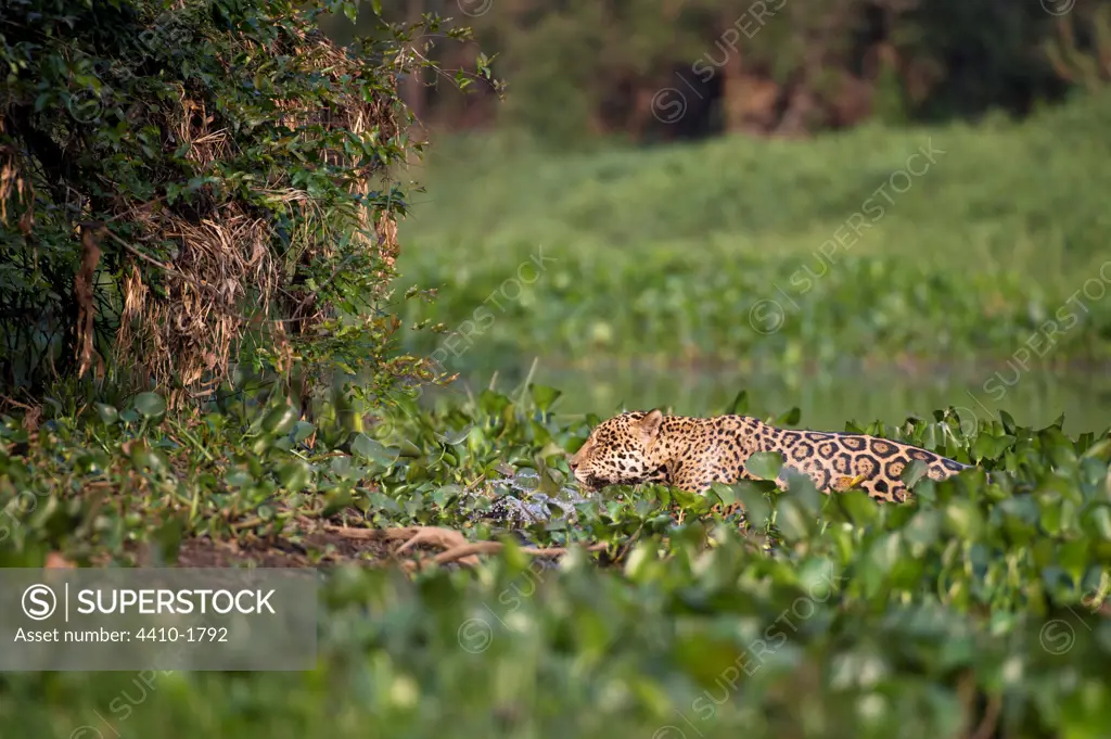 Male jaguar (Panthera onca palustris) emerging from Water Hyacinth (Eichhornia sp.) at the edge of a tributary of Cuiaba River, Northern Pantanal, Brazil