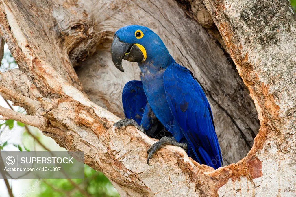 Hyacinth macaw (Anodorhynchus hyacinthinus) at nest hole in forest bordering of the Cuiaba River, Northern Pantanal, Brazil