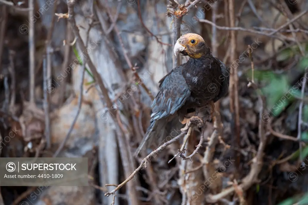 Female Greater Vasa Parrot (Coracopsis vasa) in breeding condition lose of feathers on head and skin turning yellow, Tsimanampetsotsa National Park, Madagascar