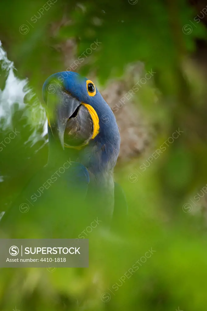 Hyacinth macaw (Anodorhynchus hyacinthinus) outside nest hole, Cuiaba River, Pantanal Wetlands, Brazil