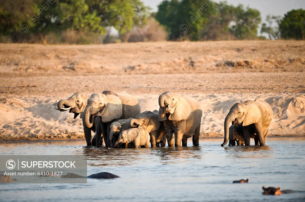 Herd of African elephants (Loxodonta africana) drinking water from a river, Luangwa River, South Luangwa National Park, Zambia