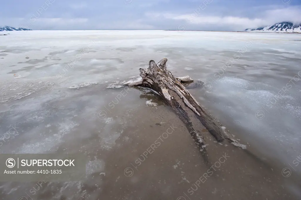 Driftwood caught in ice, Calypsobyen, Spitsbergen, Svalbard Islands, Norway