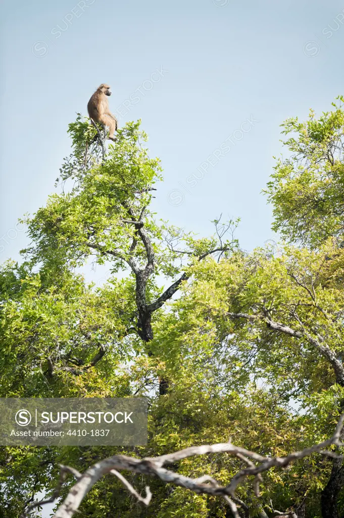 Yellow baboon (Papio cynocephalus) acting as look out for the troop from a tree top, Banks of the Luangwa River, South Luangwa National Park, Zambia