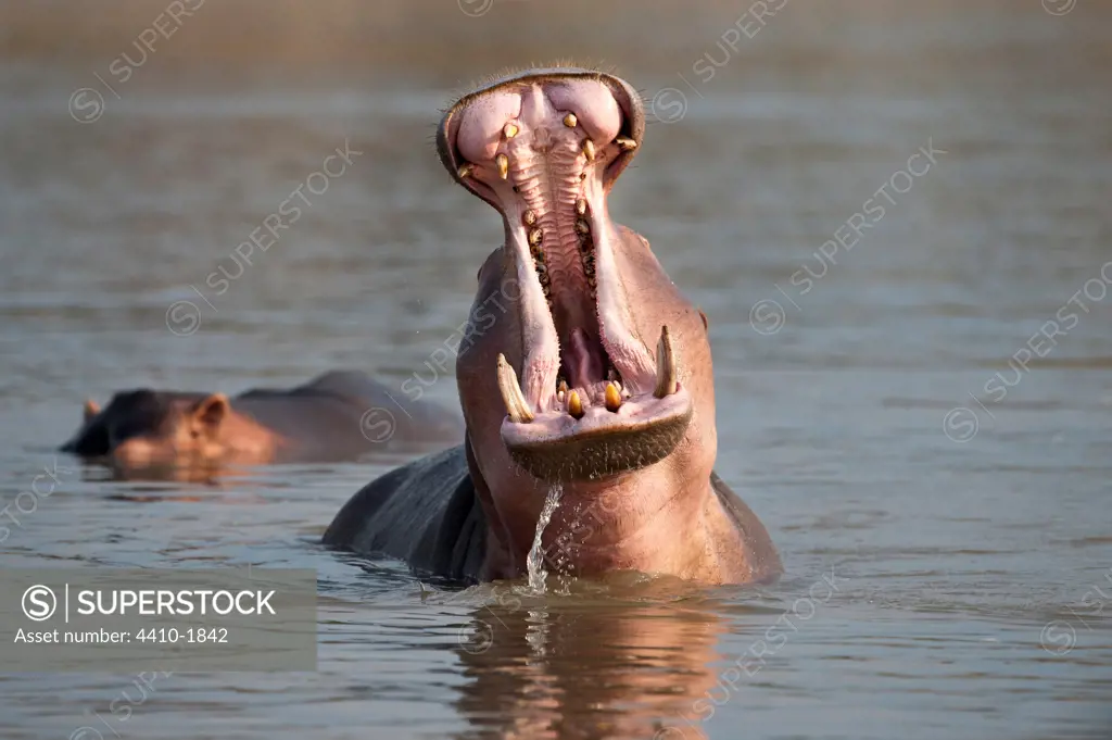 Adult male Hippopotamus (Hippopotamus amphibius) posturing in aggressive yawn behavior, Luangwa River, South Luangwa National Park, Zambia