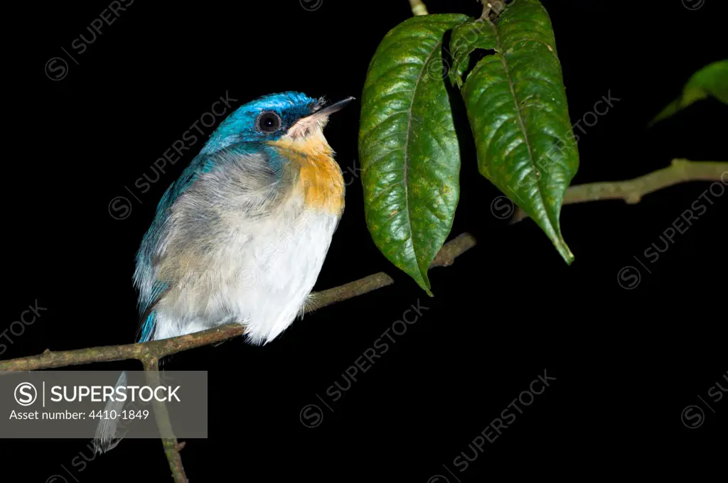 Bornean Blue flycatcher (Cyornis superbus), Kinabatangan River, Sabah State, Island of Borneo, Malaysia