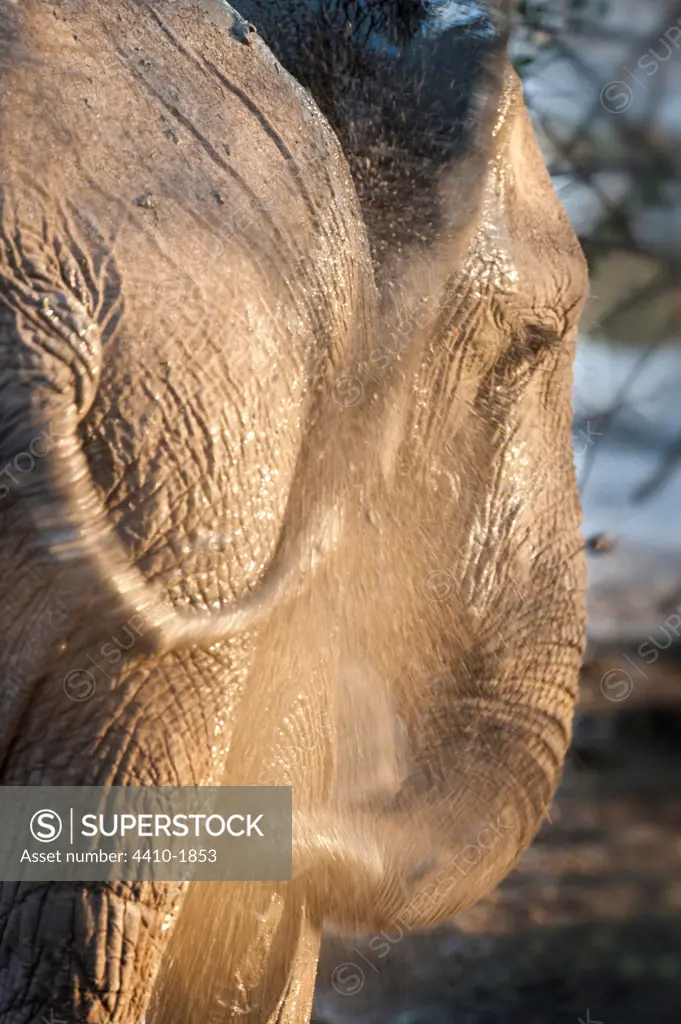 Adult African elephant (Loxodonta africana) dust bathing on the banks of the Luangwa River, South Luangwa National Park, Zambia