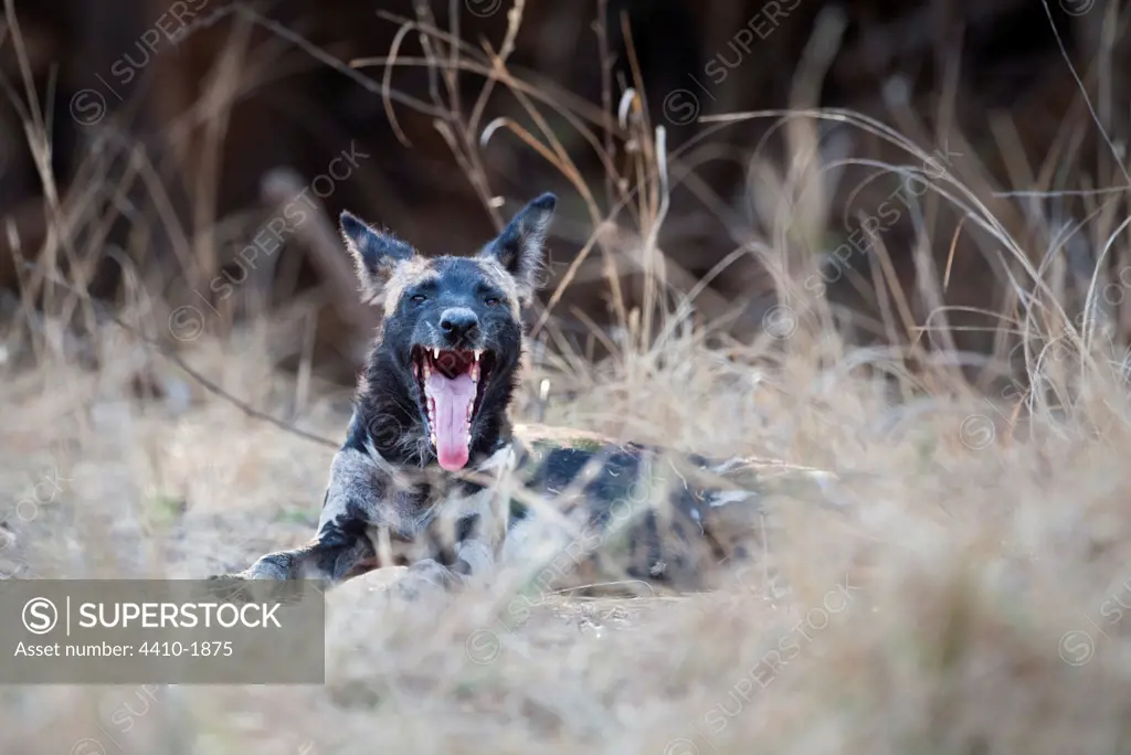 Adult African Wild Dog (Lycaon pictus) resting on the banks of the Luangwa River, South Luangwa National Park, Zambia